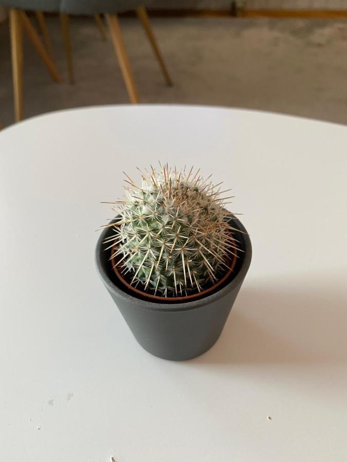 Apartment Cactus 021 Νόβι Σαντ Εξωτερικό φωτογραφία